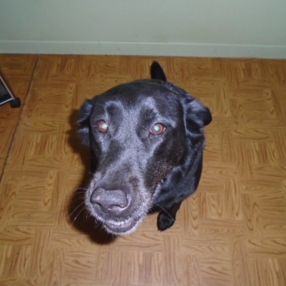 Meet your Posher, Labrador - Picture 7 of 16